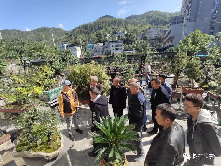 伟大使命复兴中国盆景艺术事业——2019中盆会大事回顾(下篇)