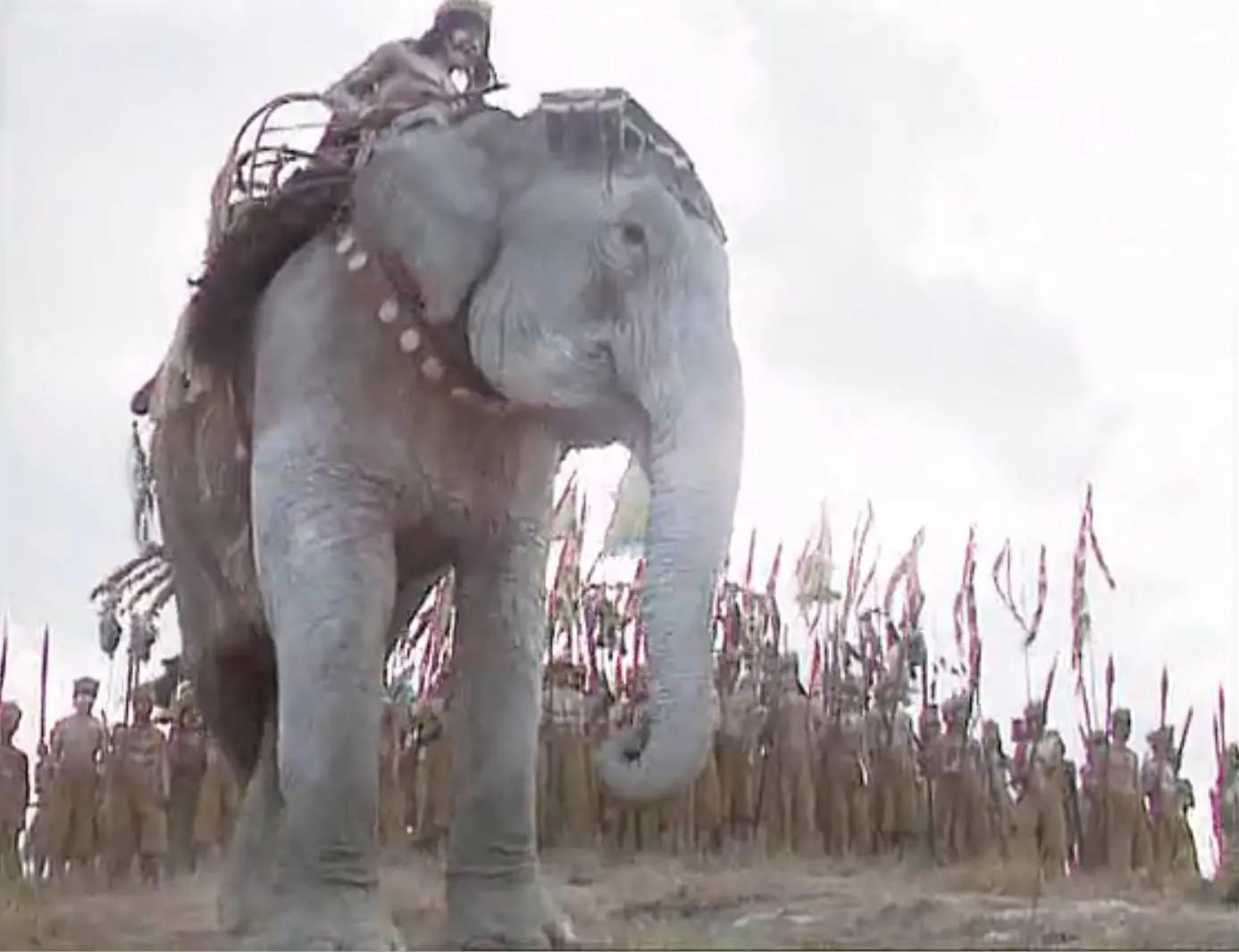 目前中国本土还有多少野生大象,野生大象为什么只剩500头