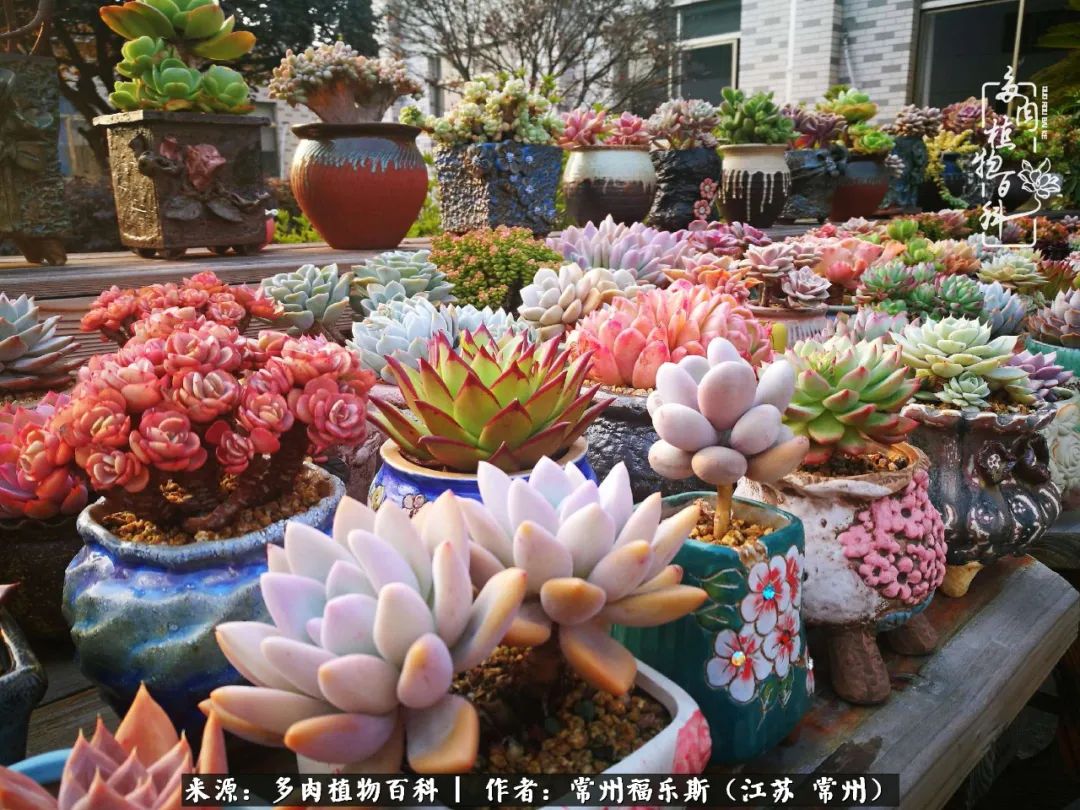 多肉是一处景物吗,多肉也有一道靓丽的风景