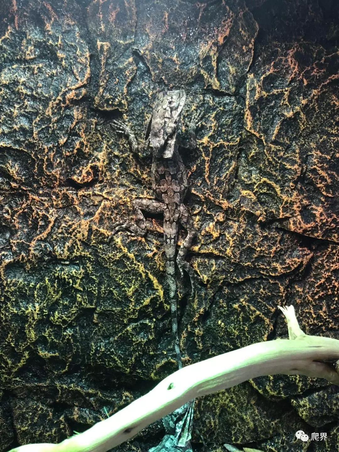 伦敦的爬宠店,隐藏在小区深处的店铺