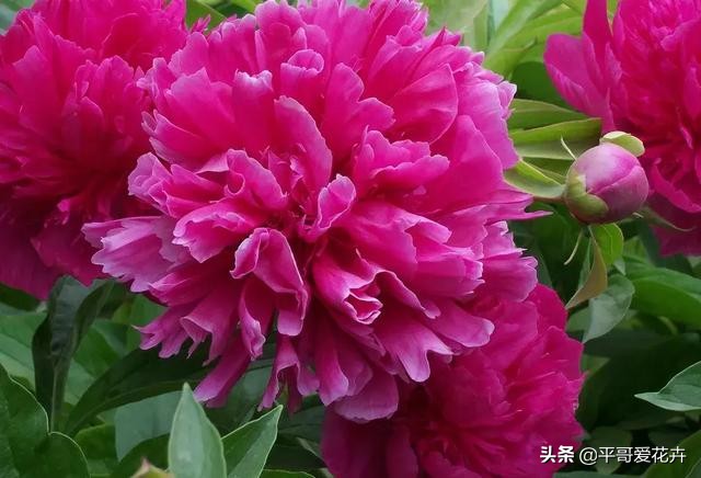 牡丹叶子萎蔫干枯怎么办,春季牡丹芽头萎蔫干枯怎么办