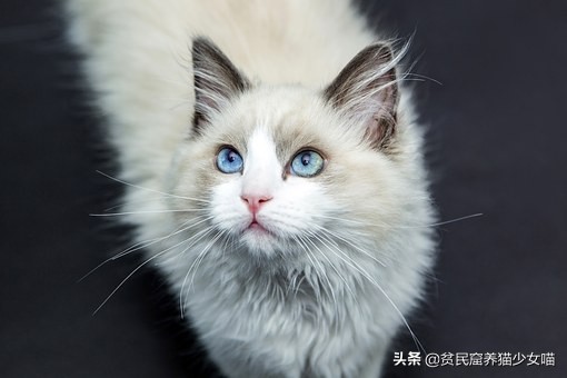 猫咪眼睛流泪是什么原因引起的,不哭不哭眼泪是珍珠什么梗