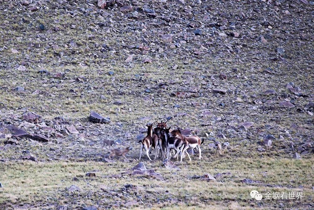 藏狼捕食牦牛,藏西狼徒步边境