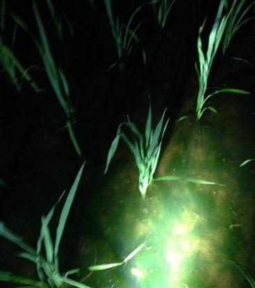 孩子在田里抓黄鳝不小心抓到蛇,捉黄鳝儿童视频