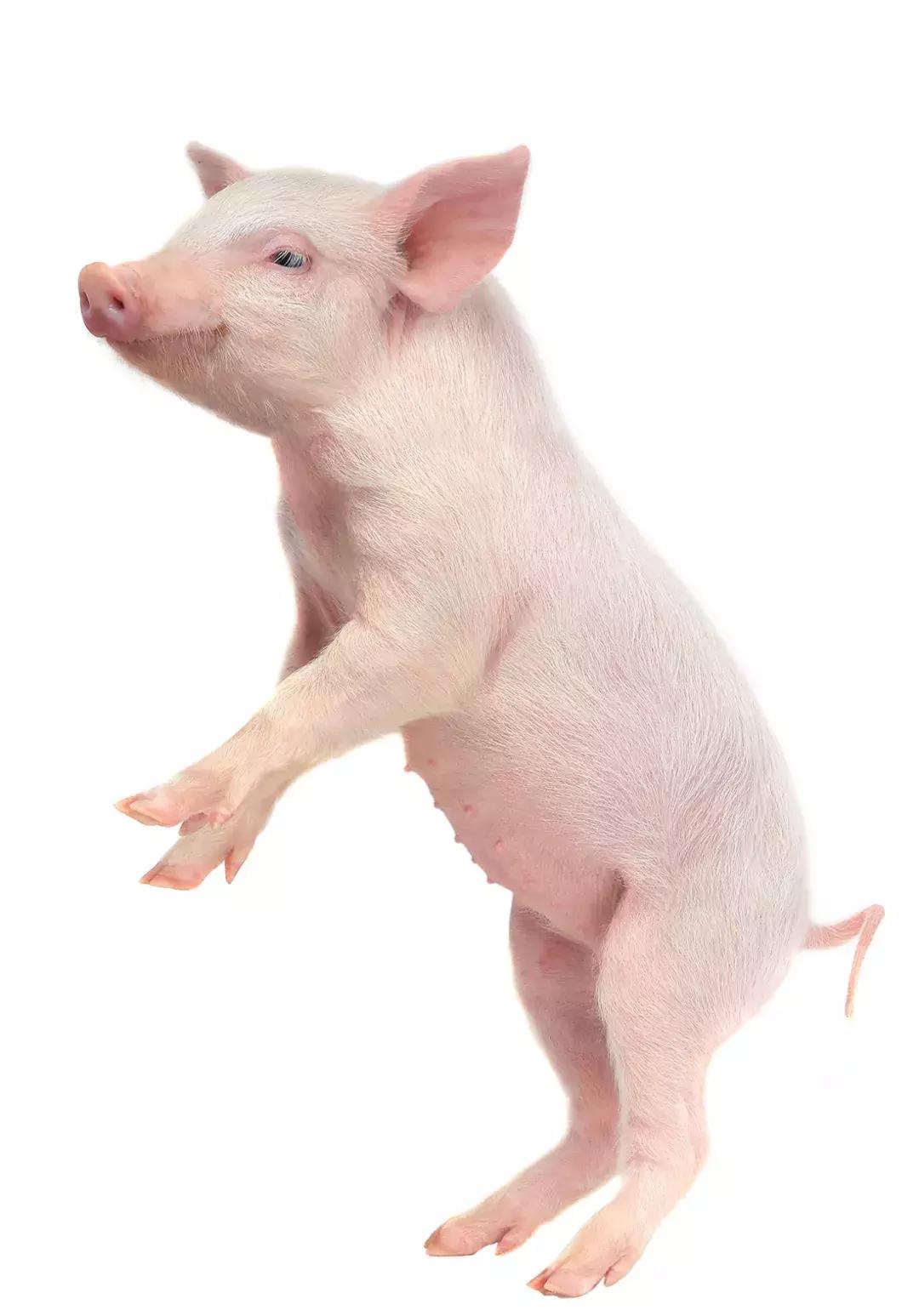 各大品牌的春节限定都跟猪一样吗,各大奢侈品牌新年限定