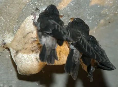 燕窝的故事大全视频,燕窝相关的故事