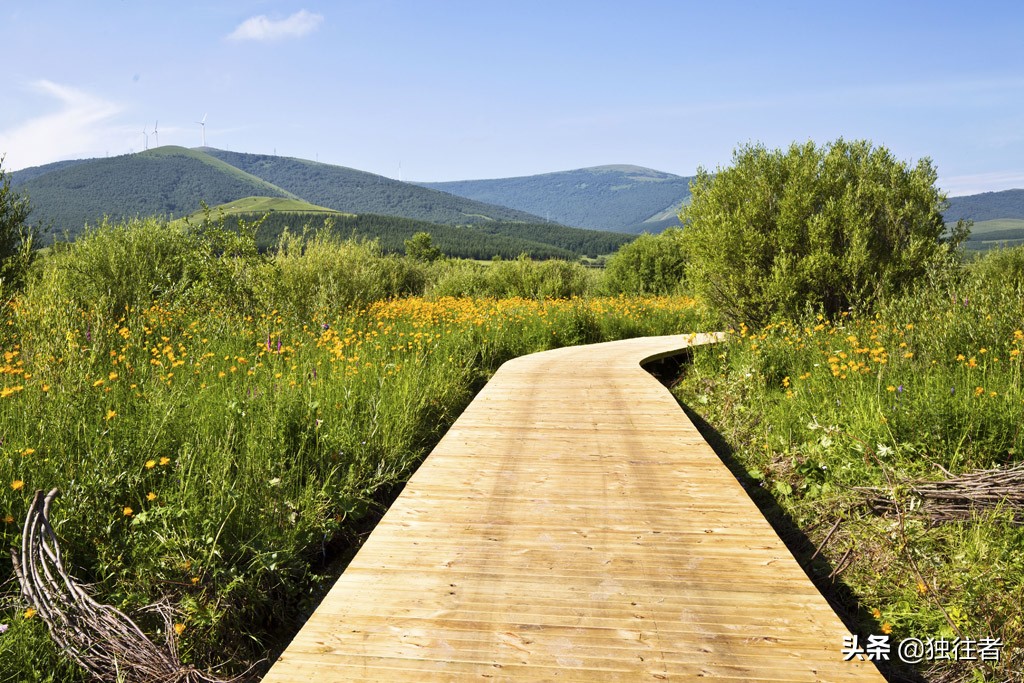 丰宁野花,丰宁坝上草原花海
