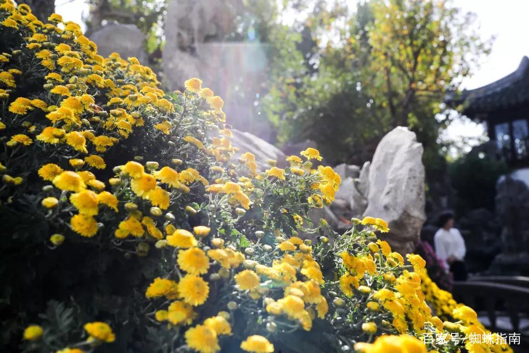 重阳节赏菊花的介绍,赏菊打卡好去处