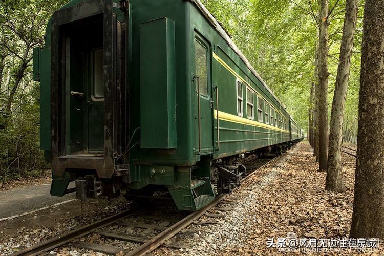 济南秋天的法国梧桐,济南一颗梧桐树