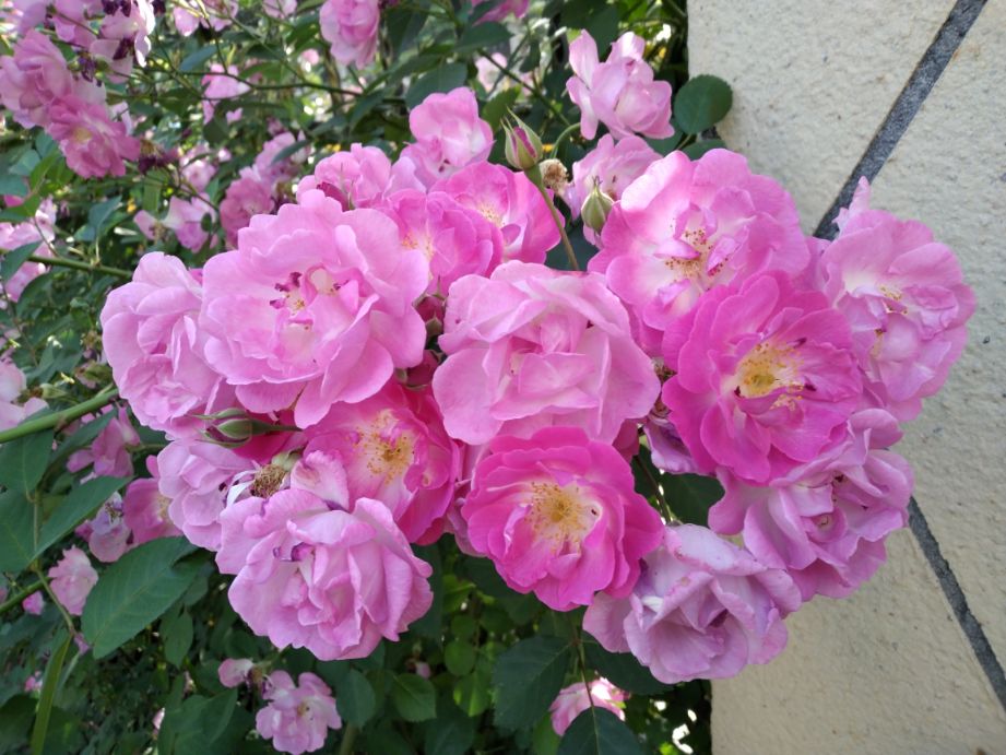 成语七月流火的误用例句,高考常见成语及误用例句