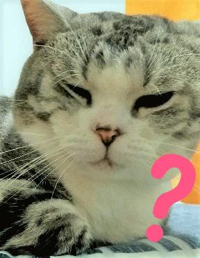 猫咪尿床去除猫尿味消毒液,除猫尿的最好方法