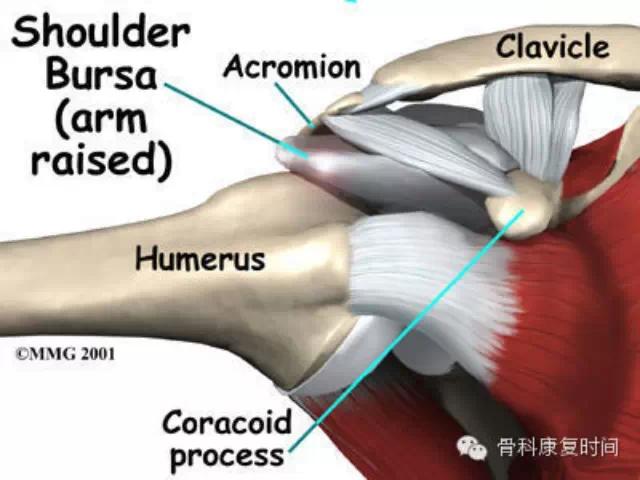 肩周炎的治疗及自我功能锻炼