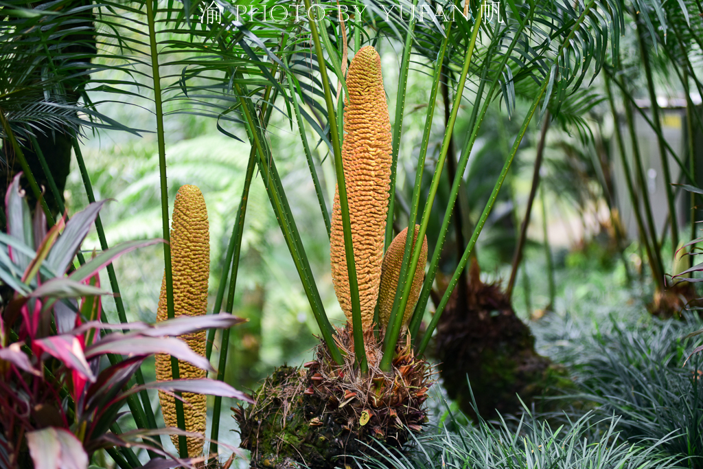 铁树开花一柱擎天的奇景图片,千年铁树开花真的这么罕见