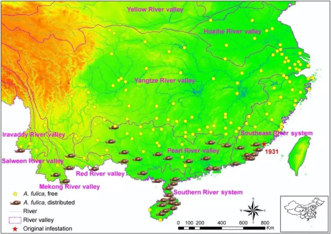 入侵物种非洲大蜗牛，雌雄同体“自导自演”繁殖后代？答案来了