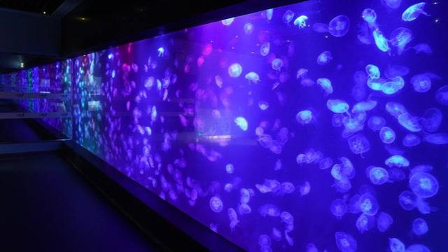 小梅沙海洋世界游玩要买票吗,小梅沙海洋世界套票2021