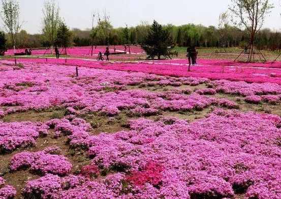 北京五环最美花海,附近免费景点踏青网红打卡地