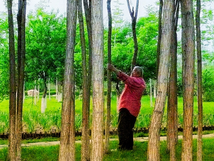 荷兰的郁金香为什么被称为国花,郁金香在荷兰有多高贵