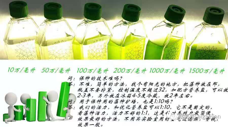 海蛞蝓和寄生虫,海蛞蝓和藻类的关系