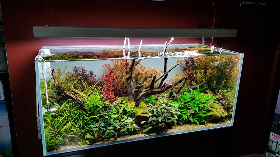 鱼缸硝化系统建立时要换水吗,鱼缸加黄粉还能建立硝化系统吗