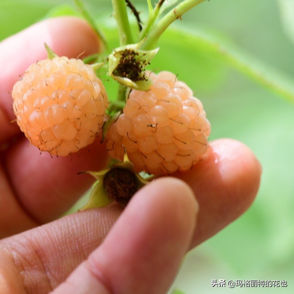 树莓在庭院怎么种植,树莓可在院子里种吗