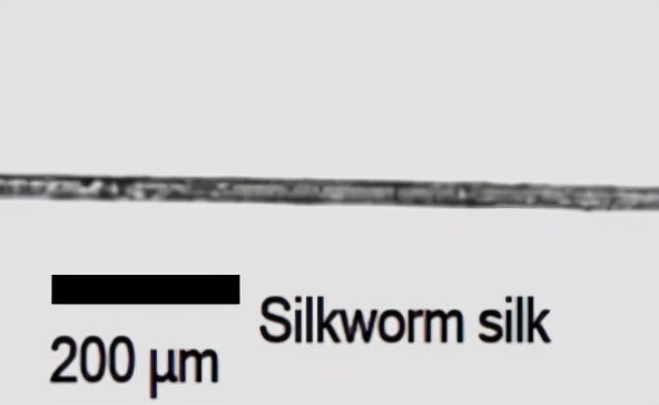 蜘蛛丝到底有多强韧,蜘蛛丝强韧的图片