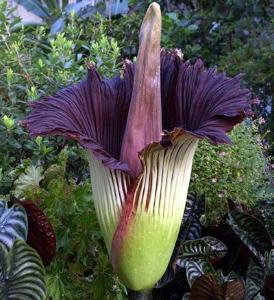 世界上最臭的花生长在哪里,世界上最臭最有毒的花是什么