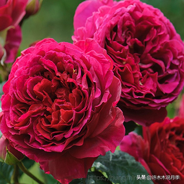 买月季还被骗？教你远离月季网购陷阱，辨别真伪拒绝蔷薇小白花