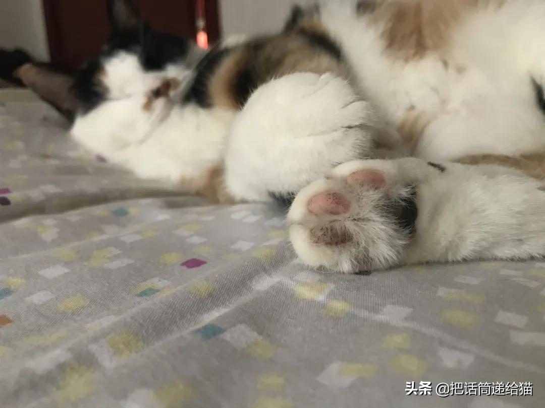 一只猫被另一只打,一只猫被两个人打