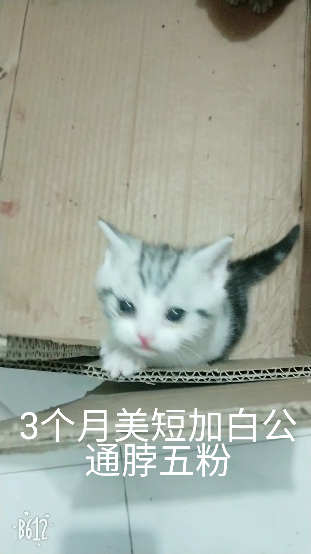猫癣经历,猫癣的形成原因与治疗方法