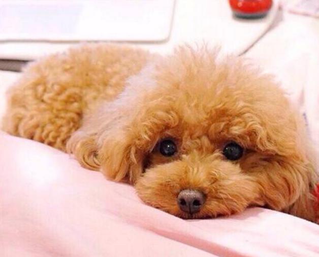 泰迪犬这几个行为就是在向你报恩,泰迪有这6种行为说明已经爱上你