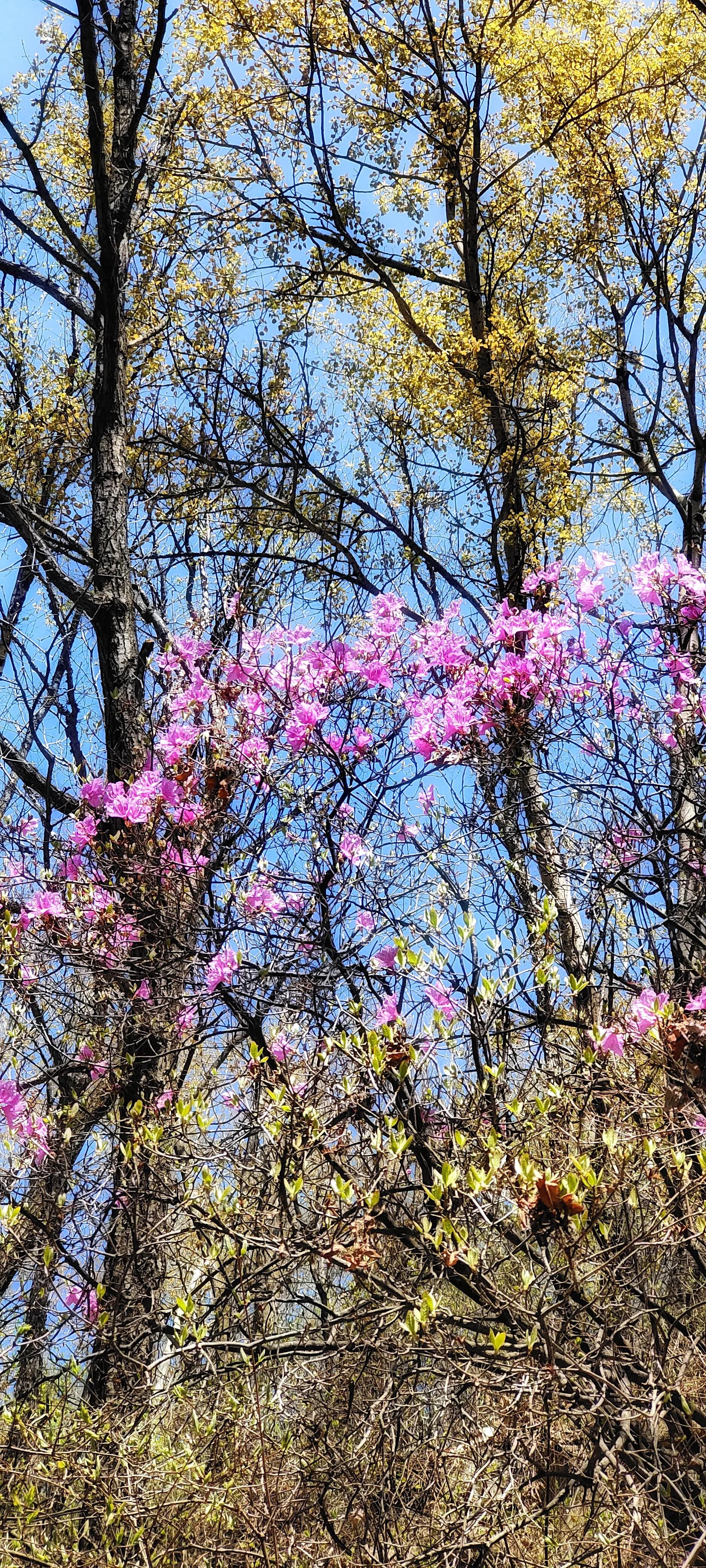 喇叭沟门原始森林住宿,喇叭沟门原始森林冰川