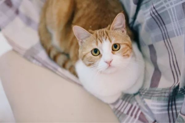 养猫得真菌头癣辟谣,养猫辟谣