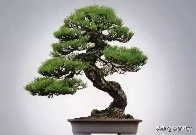 黑松盆景寓意 (黑松盆景风水)