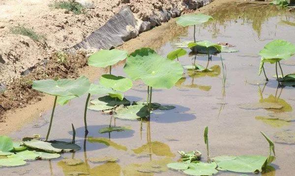 种植莲藕一亩成本要多少钱,种植莲藕一亩大概能卖多少钱