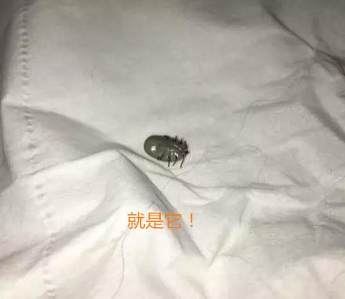 狗狗耳朵上有硬疙瘩怎么回事,狗狗耳朵有硬块是怎么回事