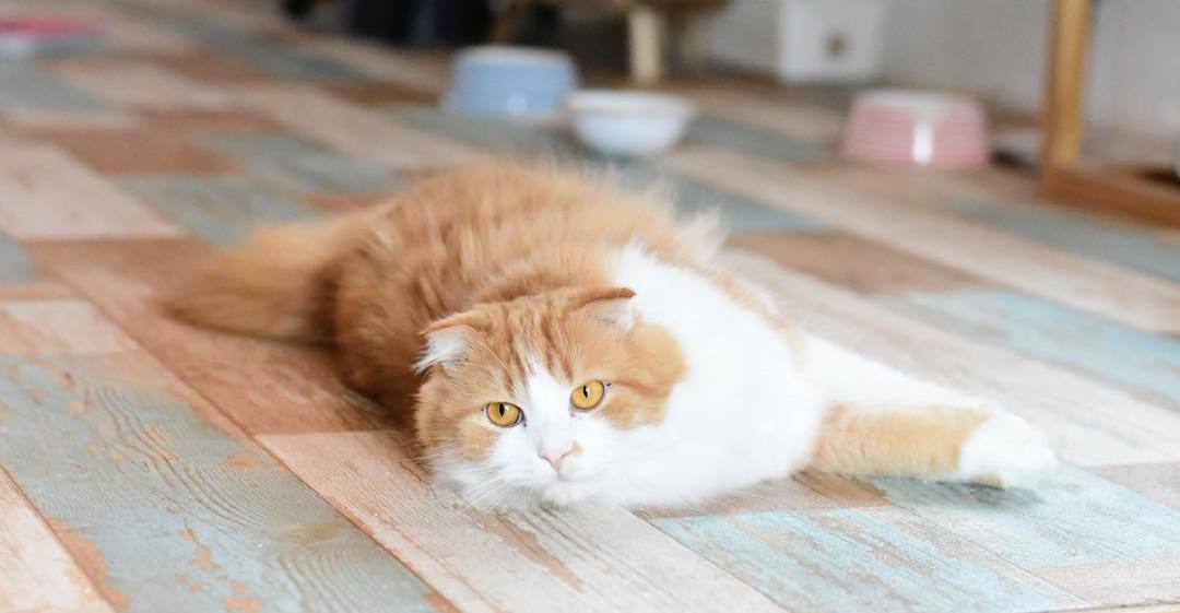 猫咪孢子虫病属于什么,猫隐孢子虫