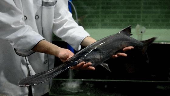 3亿年前的鸭嘴鱼,三亿年前鸭嘴鱼