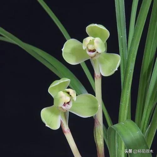 如何挑选兰花开花期的品种,兰花中最好养的品种推荐