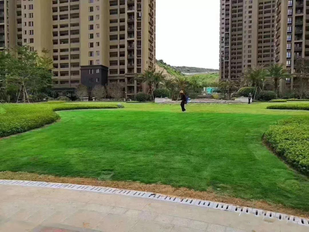 冬季绿的草坪,草坪复绿最快方法