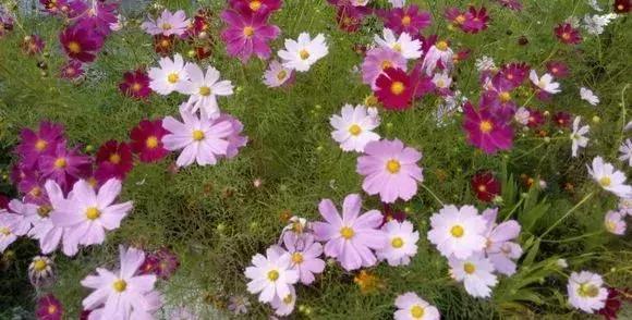 花儿养不好一定要学会这几招,花儿总是养不活