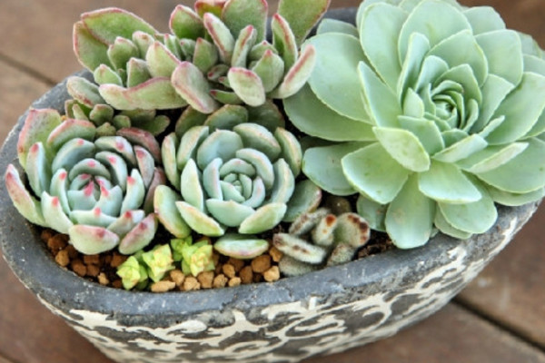 多肉用有机土好还是颗粒土好,夏天多肉用颗粒土还是营养土