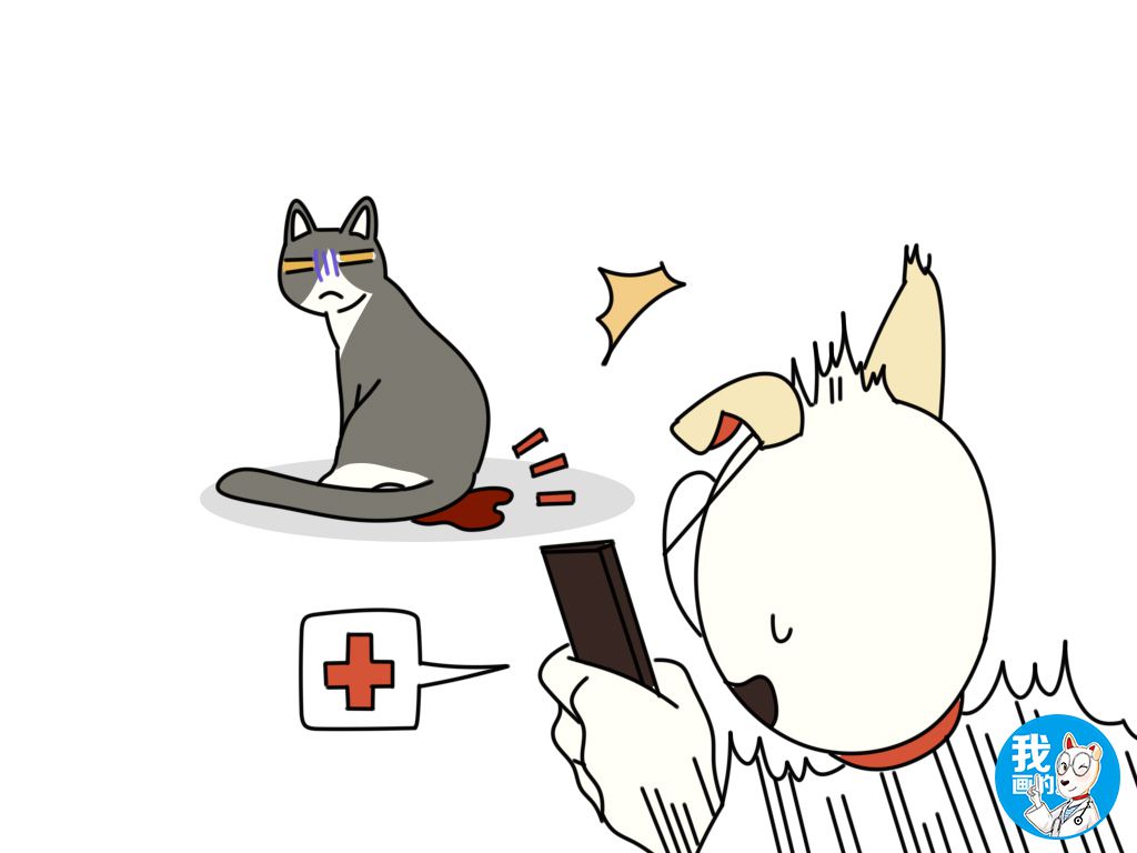 辟谣：猫咪发情也会来例假？出血很可能是身体不适的信号