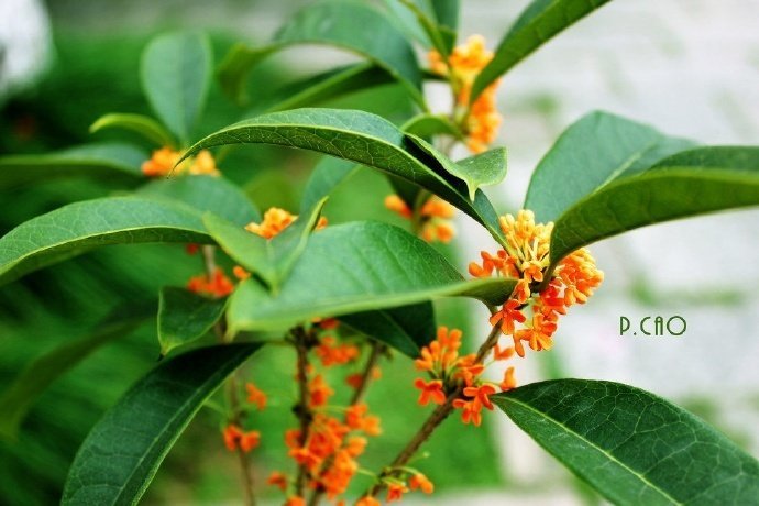 诗中有画的意境,诗中有画的作品