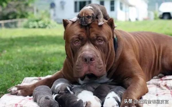 比特犬是最猛的吗,比特犬有多厉害