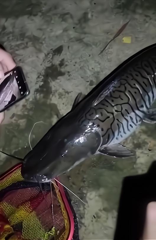 珠江河道出现600斤怪鱼,珠江发现怪鱼是什么鱼