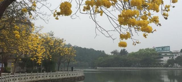 春风十里不如你写给女人的话,春风十里不如你深情对话