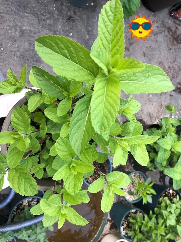 薄荷在家中养哪个品种比较好,薄荷什么品种适合养在家里
