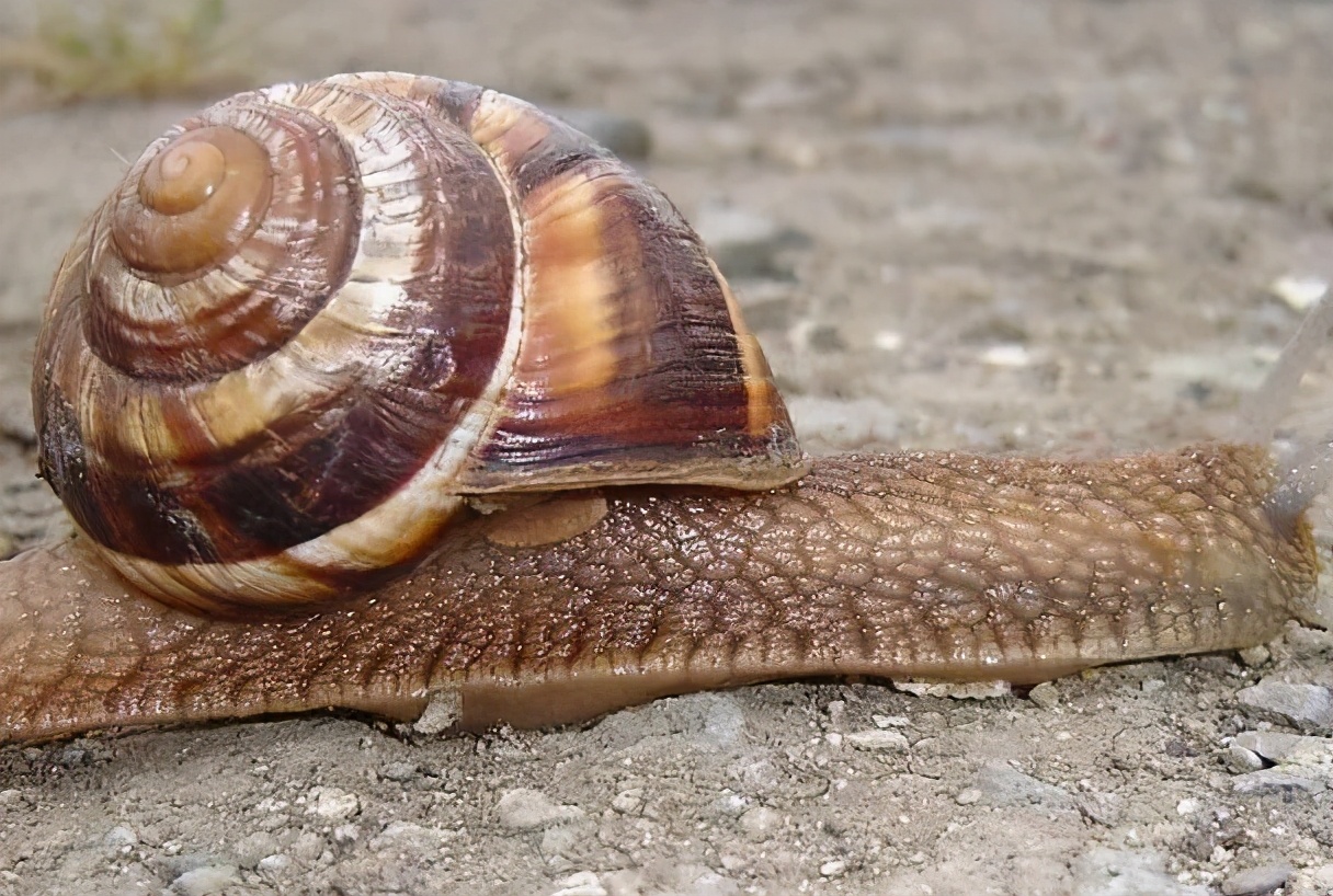 7月1日，海关通报截获29只寄往北京的活体盖罩大蜗牛！危害有多大