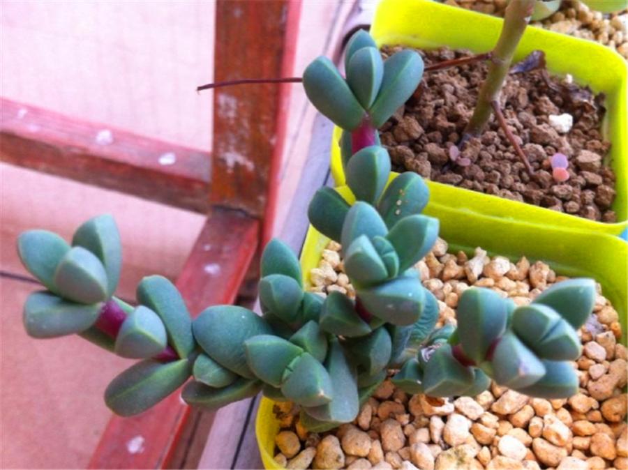 鹿角海棠不服盆干瘪发黄怎么办,鹿角海棠叶子发黄怎么办