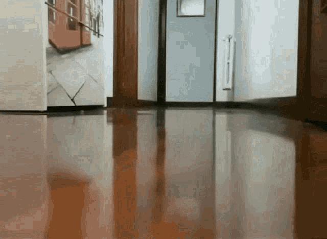 猫每年剃一次毛,可以把猫的毛剃了吗